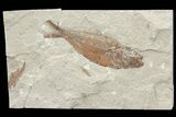 Cretaceous Fossil Fish (Armigatus) - Lebanon #70324-1